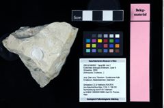 NHMW-GEO-2007z0149-0057_Ol_02.tifEodromites dobrogea (Feldmann, Lazar & Schweitzer, 2006)  (NHMW-GEO-2007z0149-0057)